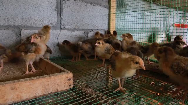Подрощенные Кучинские цыплята. смотреть онлайн