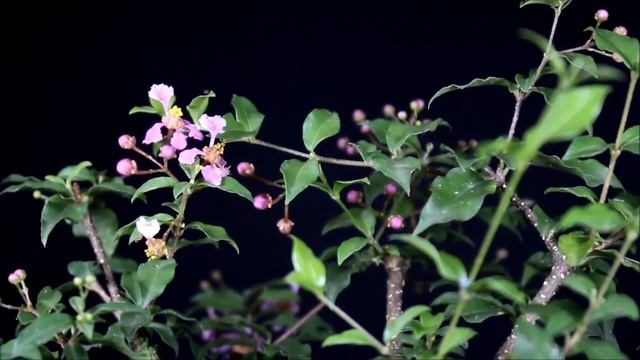 Bonsai Sakura Mikro (Malpighia Glabra) Sedang Berbunga