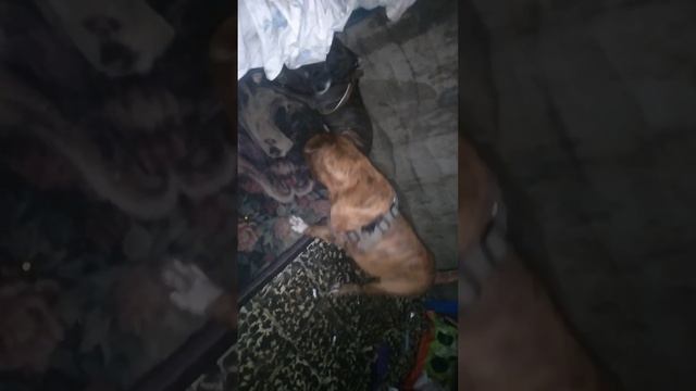 Mi amigo Tyson se vuelve loco con su hija смотреть онлайн