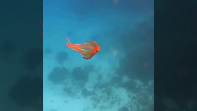 Осьминог-одеяло смотреть онлайн