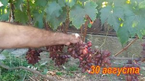 Виноград Байконур Качество опыления и урожай