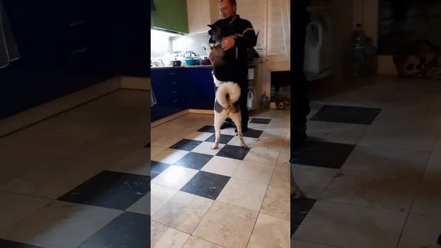 акита танцует смотреть онлайн