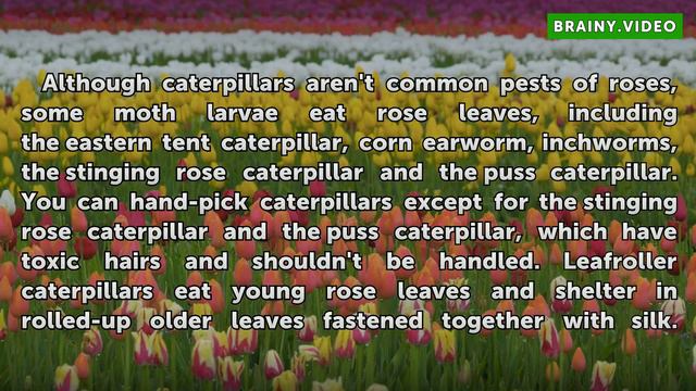 What Causes Holes in the Leaves of Rose Bushes? смотреть онлайн