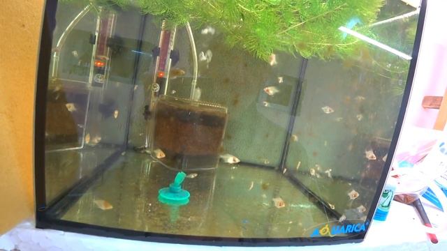 Подумал что пропали меченосцы смотреть онлайн