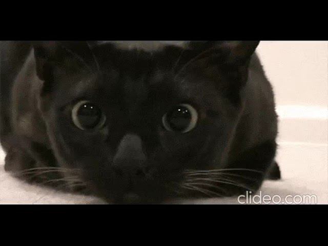 шляпа между ушей - НК смотреть онлайн