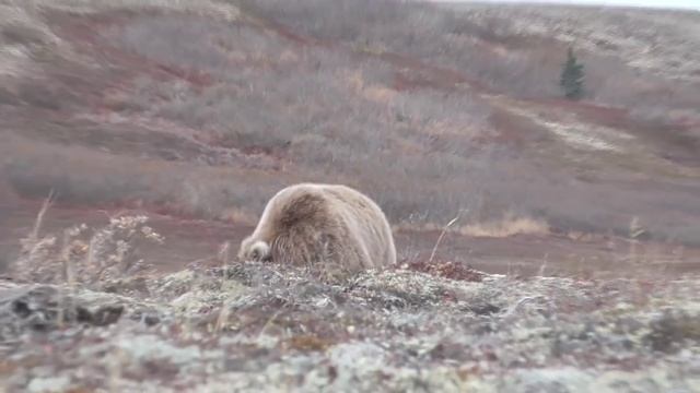 2015 Охота на медведя на полуострове Аляска смотреть онлайн