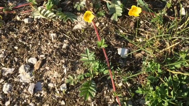 Gänsefingerkraut Potentilla anserina L смотреть онлайн