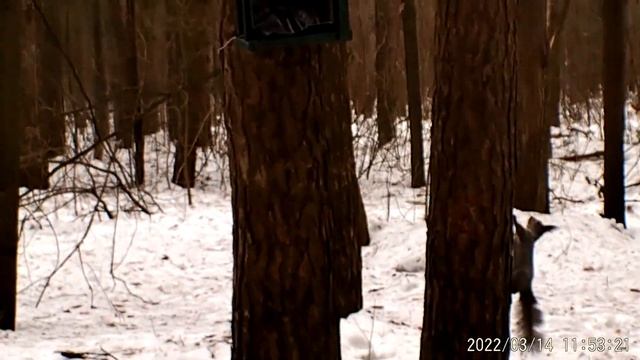 Зимние видео-зарисовки ветврача орнитолога. Март 2022 года. смотреть онлайн