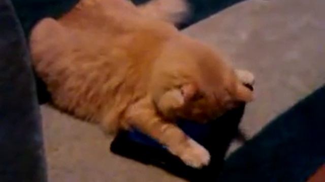 Switch the cat vs. the bubbles on Apple iPad. смотреть онлайн