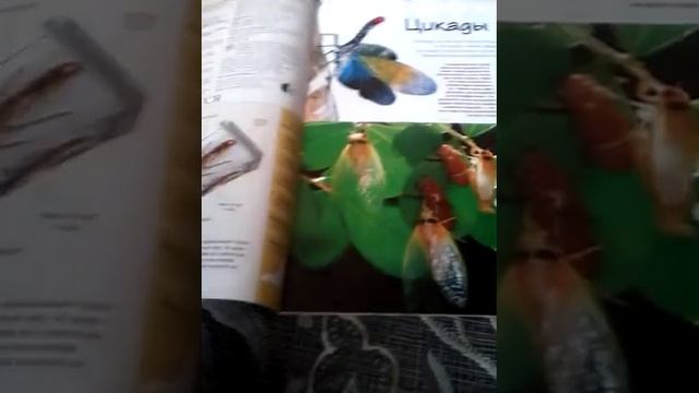 Насекомые #8 смотреть онлайн