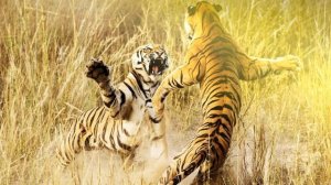 Звук тигра, как рычит тигр