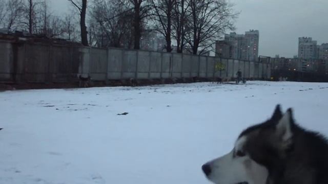 03.04.2014 тренировка смотреть онлайн