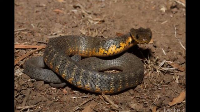 The most poisonous snakes on the planet смотреть онлайн