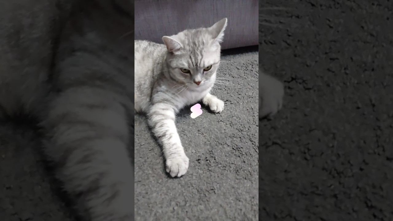 Выбери себе желе! #shorts #рекомендации #подписка #коттитар #выбери смотреть онлайн