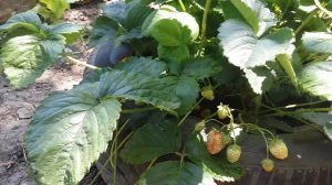 Ремонтантный сорт ампельной клубники**Искушение***