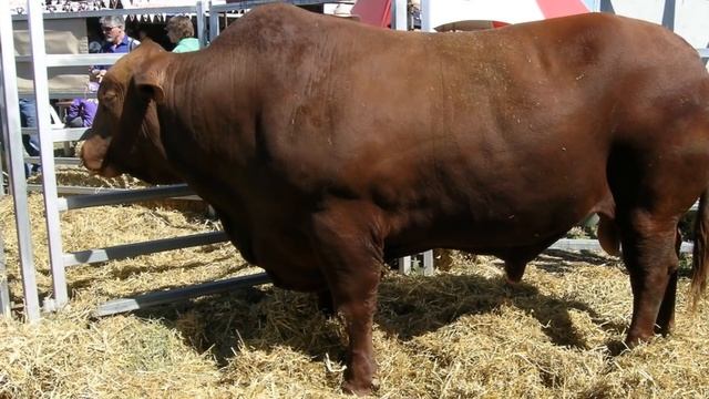 Кукурузный откорм бычков на мясо | Мясное скотоводство | Откорм крупного рогатого скота | КРС смотреть онлайн