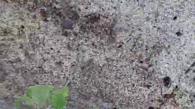 Черепаха пьет воду смотреть онлайн