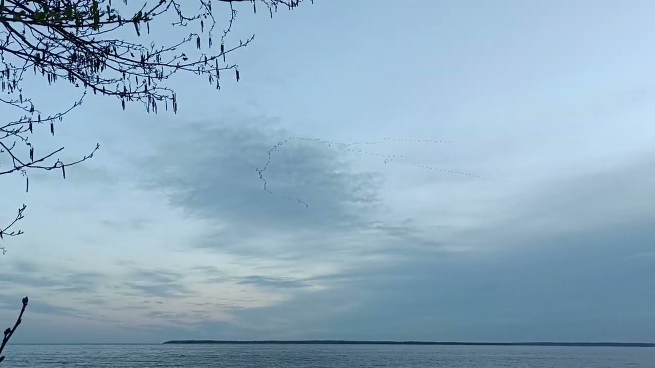 Летят гуси смотреть онлайн