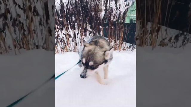 Аляскинский кли кай Калифорния. Female Alaskan Klee Kai Kaliforniya