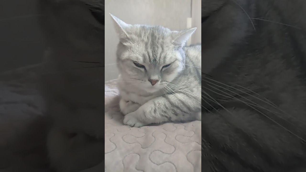 Ты не любишь дьявола? #shorts смотреть онлайн