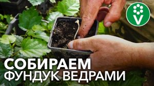 Как размножить фундук? Посев семян, прививка, отводки и другие простые эффективные способы