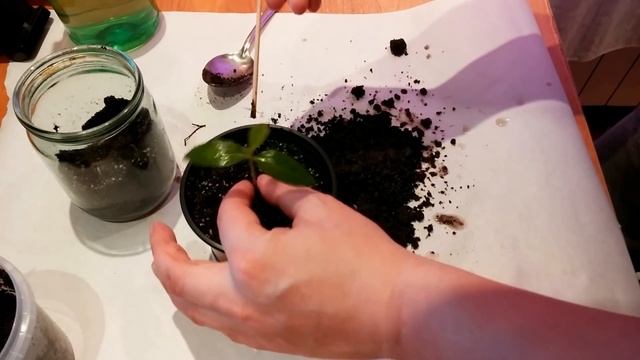 Как вырастить Хурму из косточки дома (часть 3) смотреть онлайн