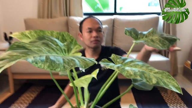 รีวิวฟิโลหูช้างด่าง Philodendron Giganteum Variegated | Plant With Me смотреть онлайн