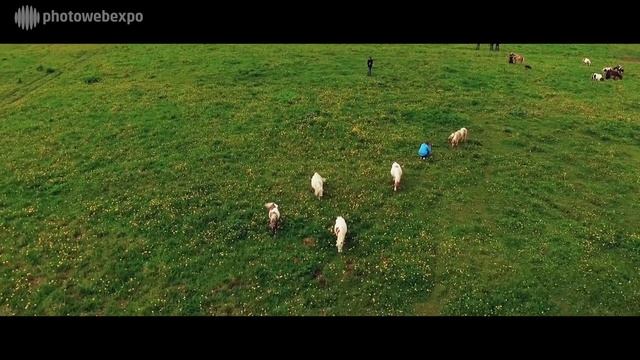 Светлана Петрова. Среднеформатная Fujifilm GFX 50S, полевые испытания на съемках лошадей смотреть онлайн