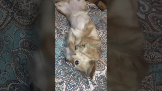 Всё или хватит? ?#мистерминимопс#мопс#чихуахуа#собака#funnydog #фиби смотреть онлайн