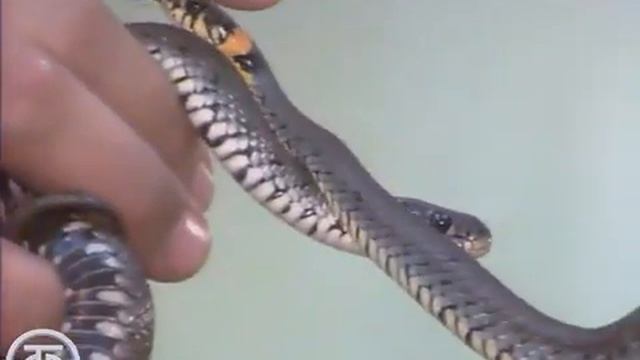 В мире животных. Удивительный мир террариума. Рептилии в вашем доме (1991)