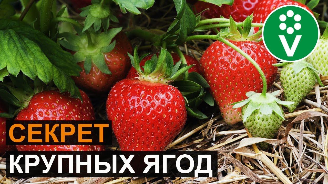 ПОДКОРМИТЕ ЭТИМ КЛУБНИКУ во время цветения для крупных ягод! смотреть онлайн