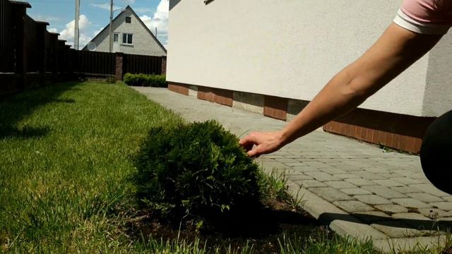 ПЕРВОЕ ОБЗОРНОЕ ВИДЕО | МОЙ САД | САДОВОД ЛЮБИТЕЛЬ | МОИ РАСТЕНИЯ смотреть онлайн