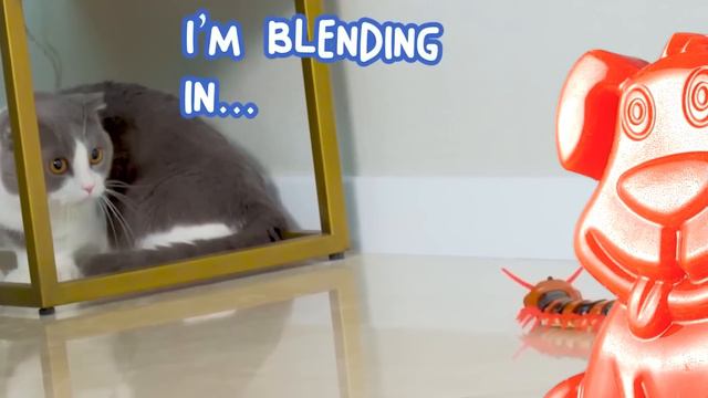 Кошачий челлендж удивил желейного пса Стасика. Медведь Валера - это кот!