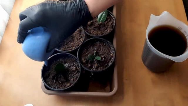 Выращиваем долларовое дерево Размножаем Замиокулькас листом смотреть онлайн