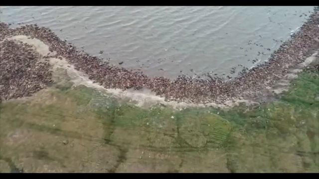 Моржей считают на Чукотке смотреть онлайн