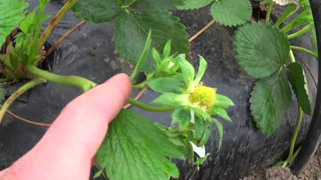 Цветение клубники Джоли Djoly 18 04 смотреть онлайн