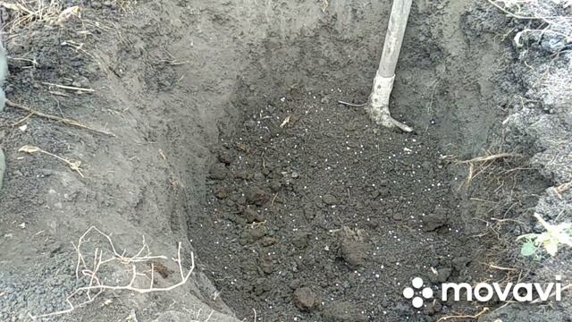 Как пересадить двухлетний куст винограда. смотреть онлайн