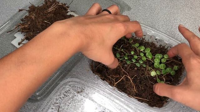 String of Turtles Propagation Update!!! | Peperomia Prostrata Cuttings in Sphagnum Moss смотреть онлайн