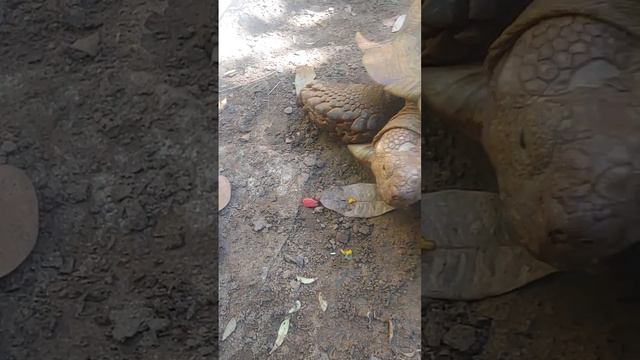 НАША ЧЕРЕПАХА НЕ КУШАЕТ 1 смотреть онлайн