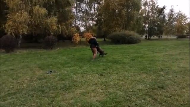 Голландская овчарка Хердер смотреть онлайн