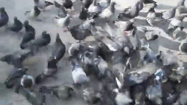 Центр Львова.Полтва, фонтан з фігурою Богоматері,памятник А. Міцкевичу смотреть онлайн