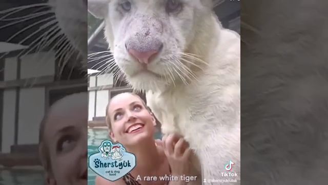 ?Як Вам котик Жиробас?? Виробник корму для котів та собак Sherstyuk???? Шерстюк. #fanny #animals смотреть онлайн