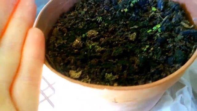 Клубника из семян! Как посадить/вырастить клубнику. смотреть онлайн