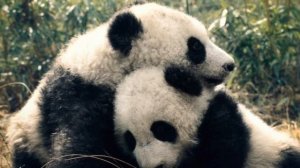 Всемирный день дикой природы