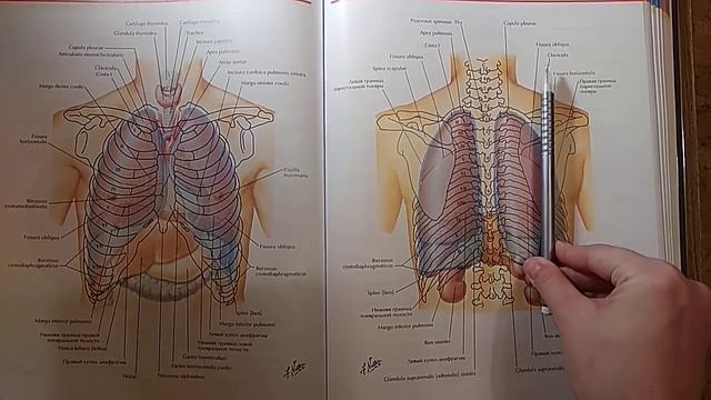 Лёгкие part 3 Границы лёгких смотреть онлайн