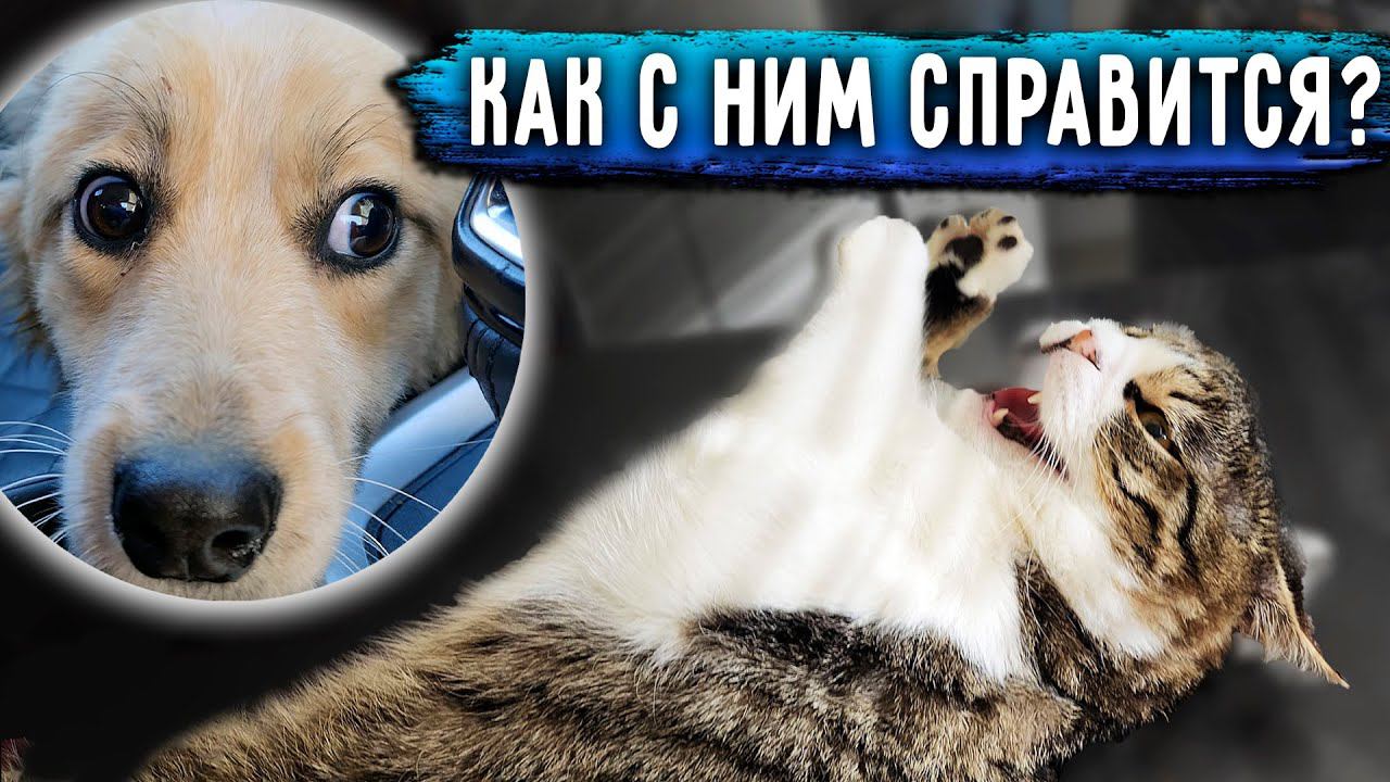 Агрессивный Бася у ветеринаров, делаем укол. Привезла 4 котов на обследование. Дедушка в больнице. смотреть онлайн