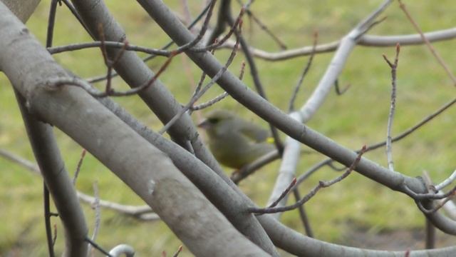 зеленушка обыкновенная, позывка смотреть онлайн