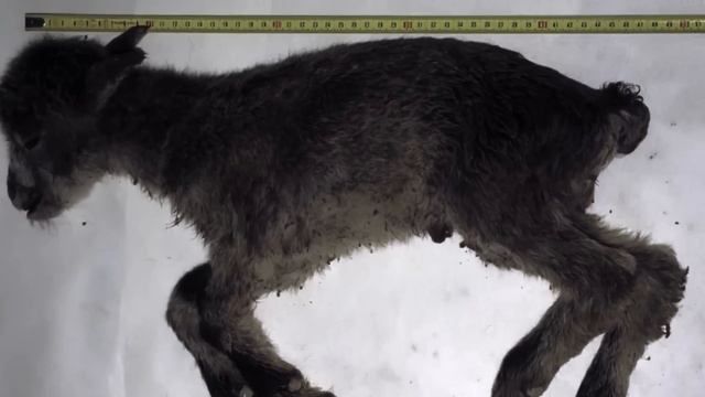 Уже не вымерший смотреть онлайн