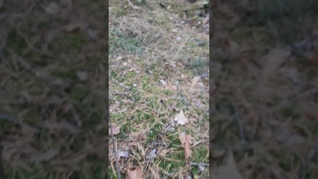 "Польські гриби: Краса, смак та таємниці цієї грибної країни" смотреть онлайн