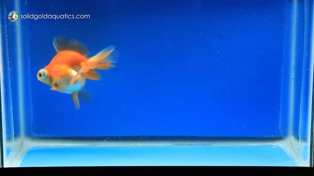 Red & White Butterfly Telescope Goldfish 4" SG036 смотреть онлайн